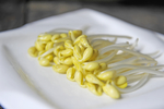 豆芽  芽菜  农业  食材