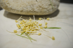 豆芽  芽菜  农业  食材