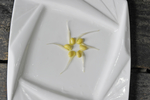 豆芽  芽菜  农业  食材