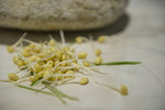 豆芽  芽菜  农业  食材