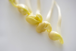 豆芽  芽菜  农业  食材
