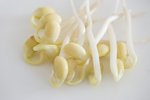 豆芽  芽菜  农业  食材