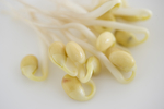 豆芽