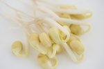 豆芽