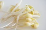豆芽