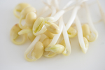 豆芽