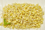 豆芽