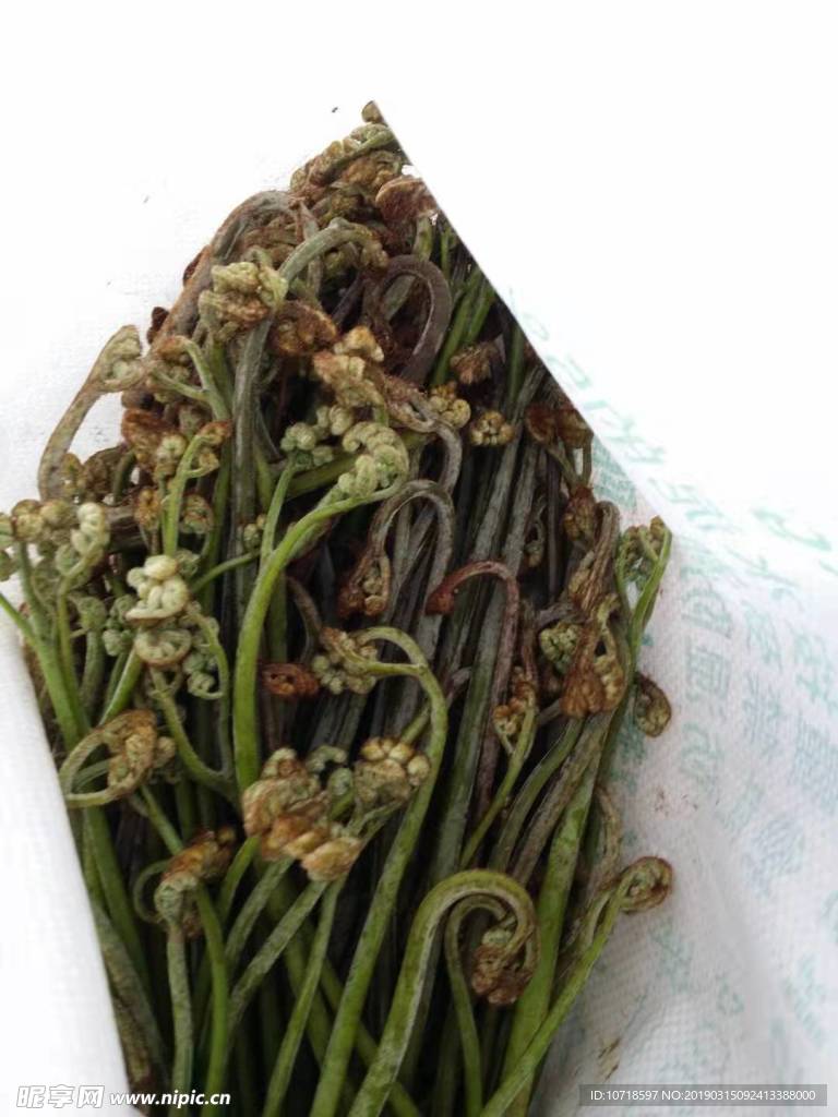 蕨菜