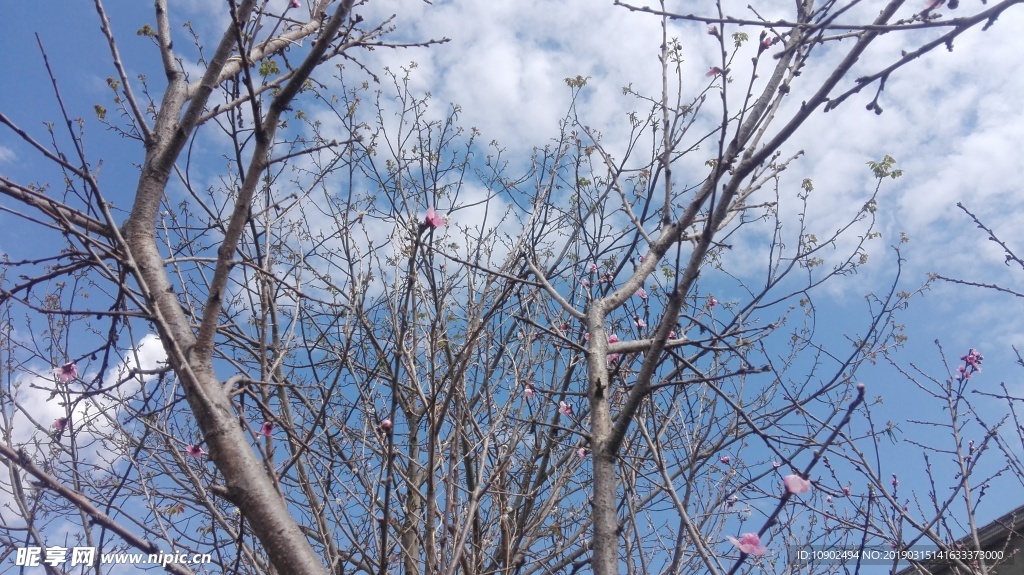 春日桃花盛开