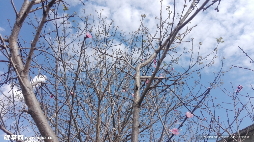 春日桃花盛开