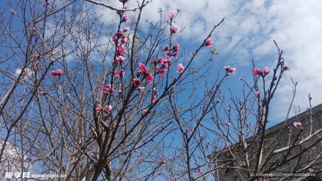 春日粉红桃花