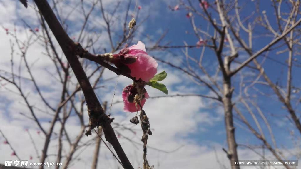 春天粉红色桃花