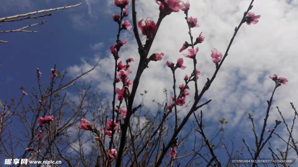 春天的桃花盛开