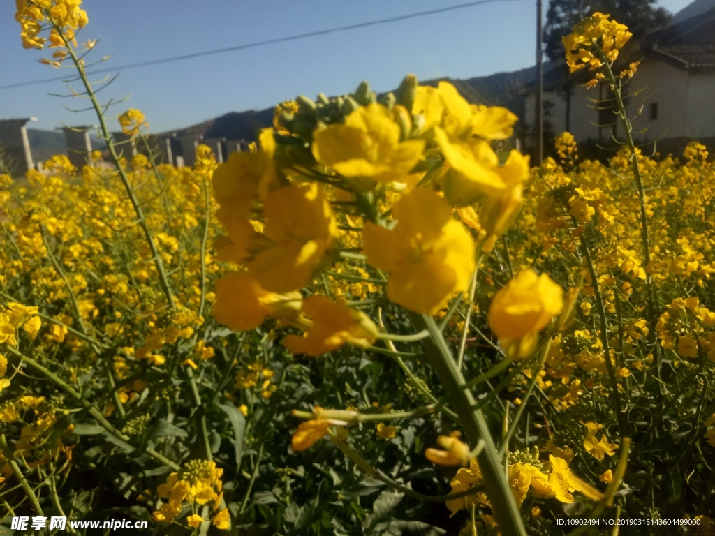 油菜花景观