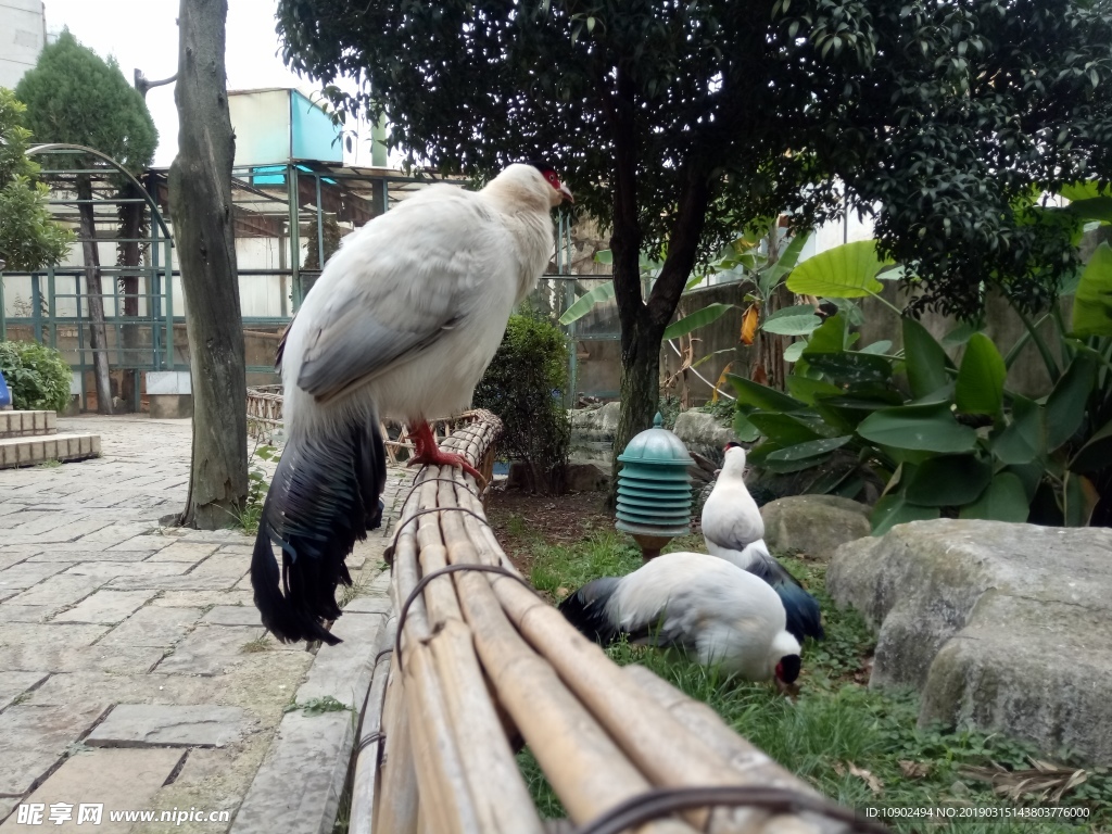 美丽的鸟  野鸡