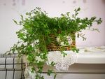 小清新 绿色植物盆景 绿色植物