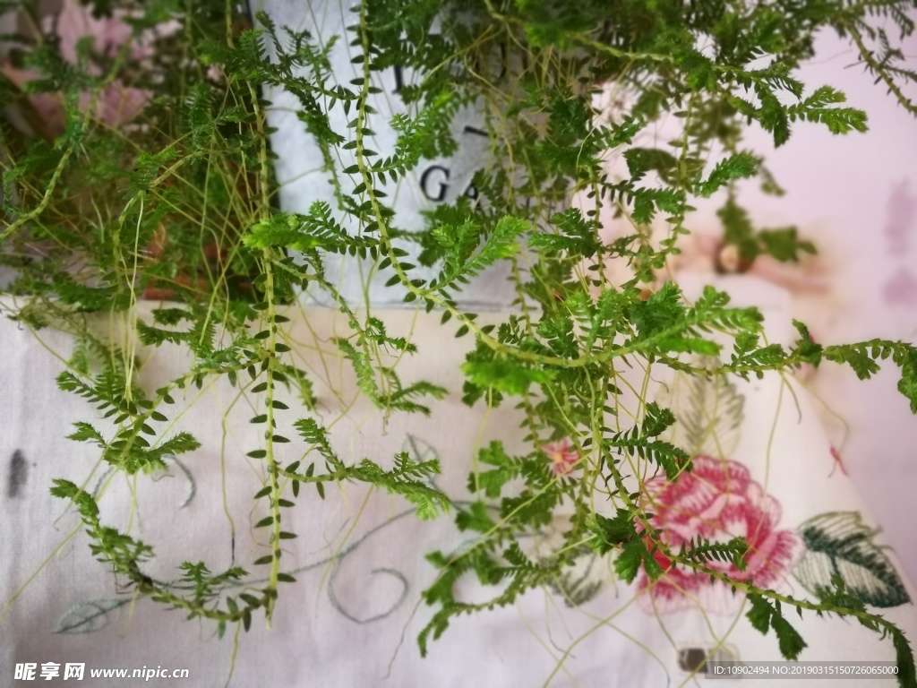 小清新 绿色植物盆景 绿色植物