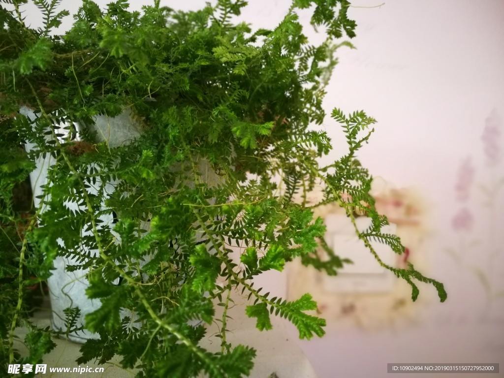 小清新 绿色植物盆景 绿色植物