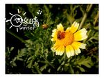 小皱菊与蜜蜂   小皱菊