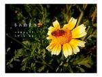小皱菊与蜜蜂   小皱菊
