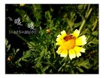 小皱菊与蜜蜂