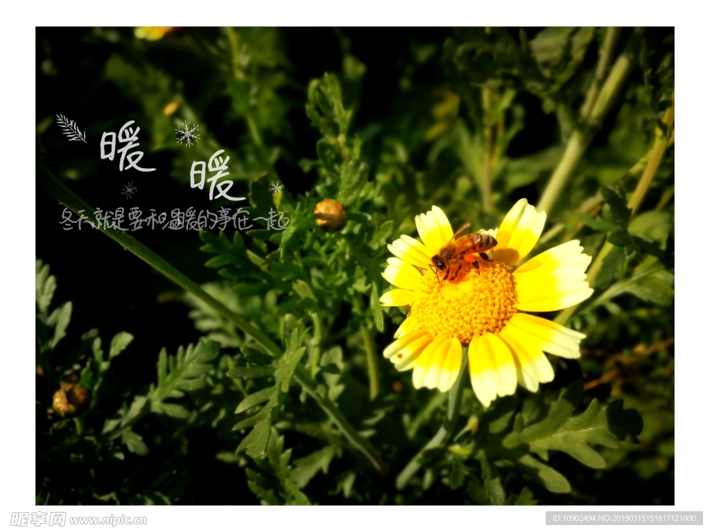 小皱菊与蜜蜂