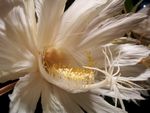 昙花