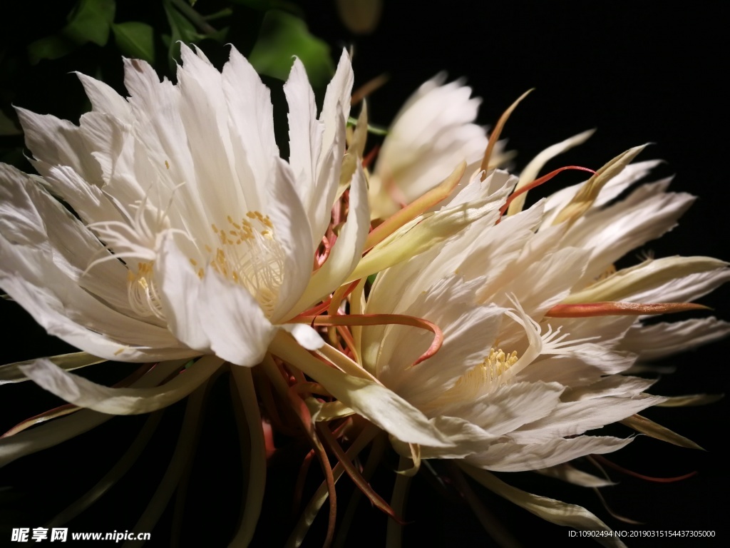 昙花