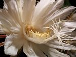 昙花