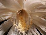 昙花