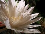 昙花