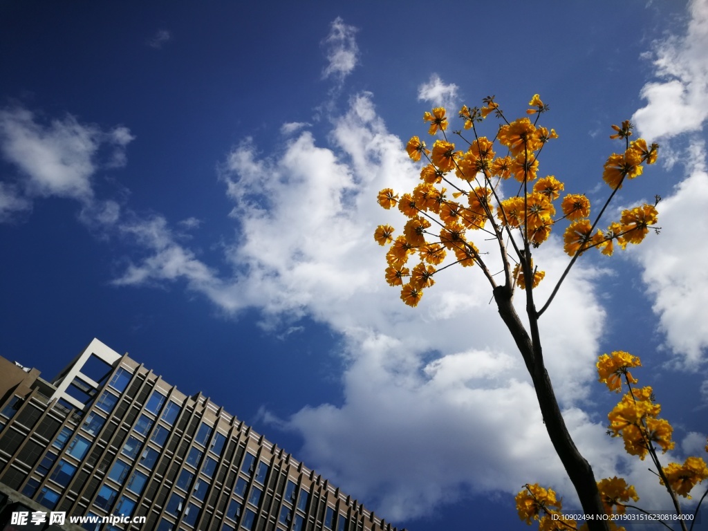 西昌小黄花