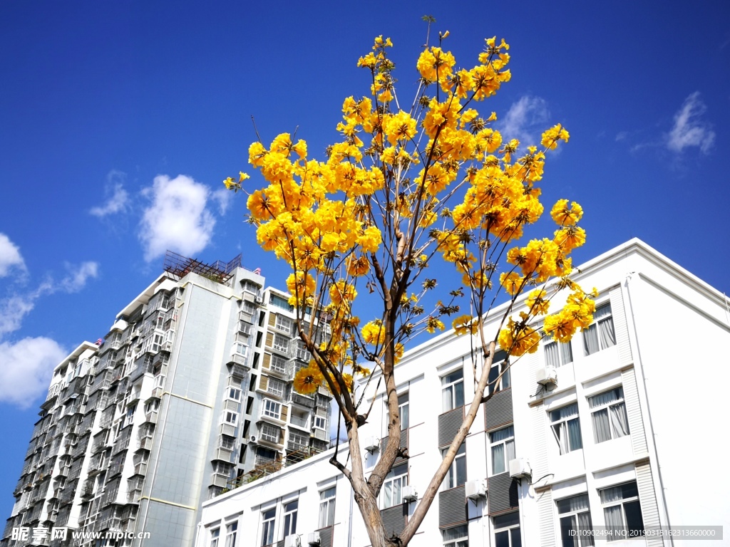 西昌小黄花