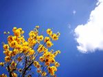 西昌小黄花