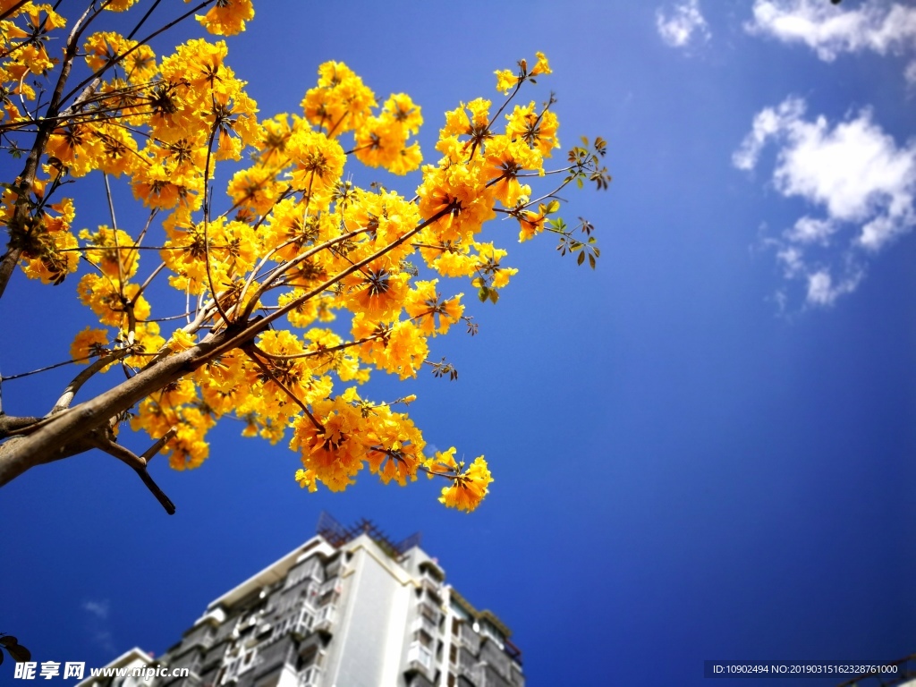 西昌小黄花