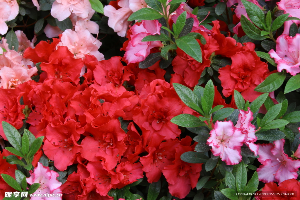 杜鹃花