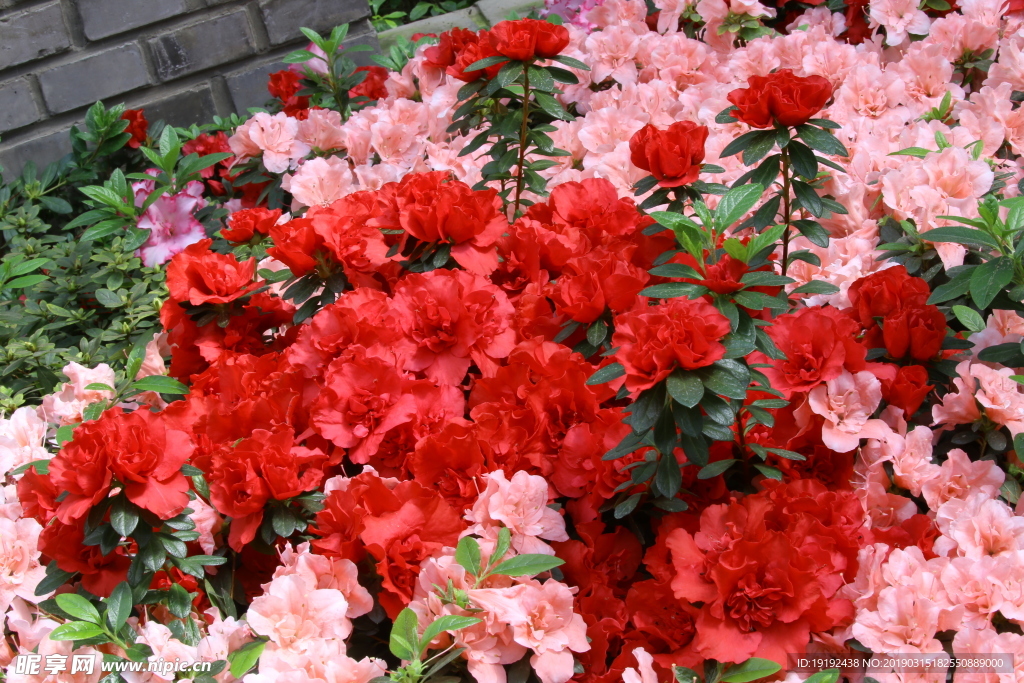 杜鹃花