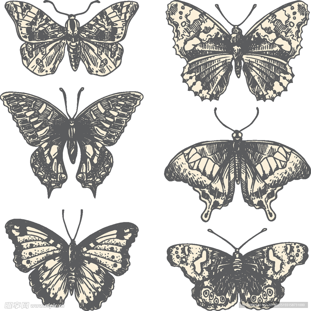 蝴蝶标本黑白