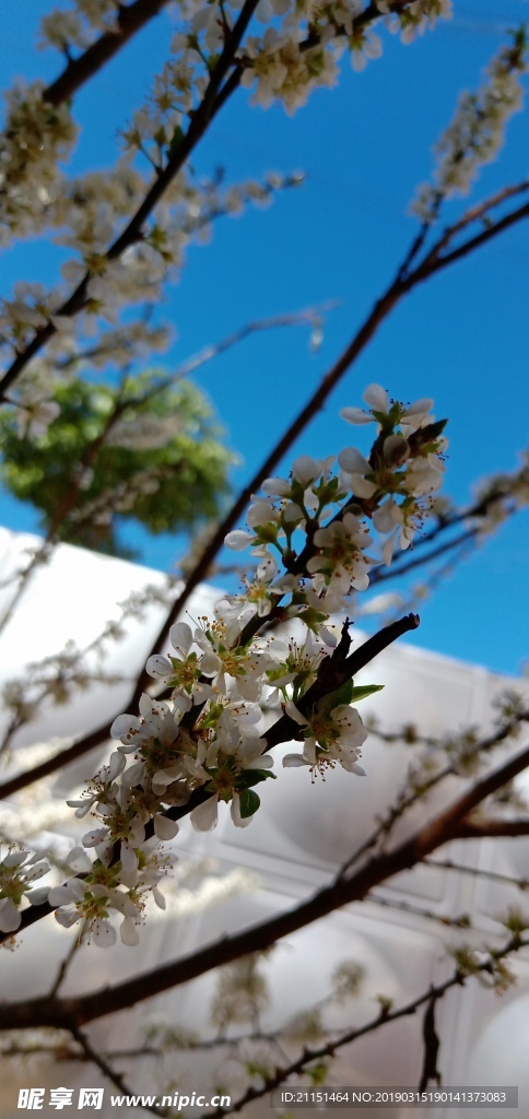 桃花 桃树 蓝天