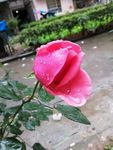 玫瑰花