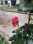 玫瑰花