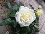 玫瑰花