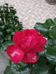 玫瑰花