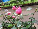玫瑰花