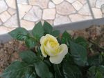 玫瑰花