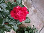 玫瑰花