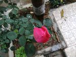 玫瑰花