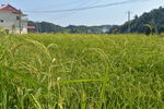 美丽的家乡水稻
