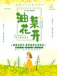 油菜花