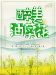 油菜花